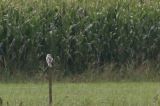 20170819_Grijze Wouw_Overschild